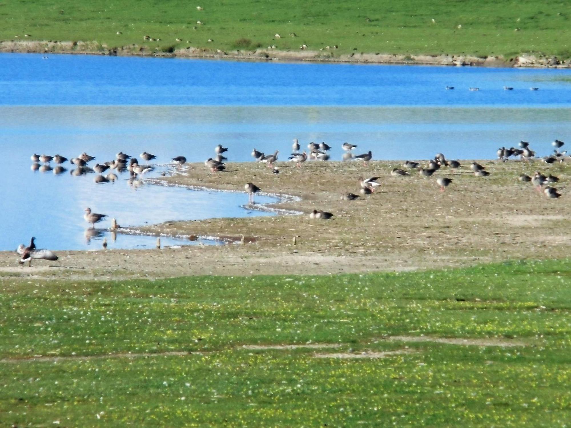 Haus Halligblick, Ferienwohnungen Am Wattenmeer, Whg Langenness ดาเกอบึล ภายนอก รูปภาพ